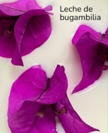 Leche de bugambilia